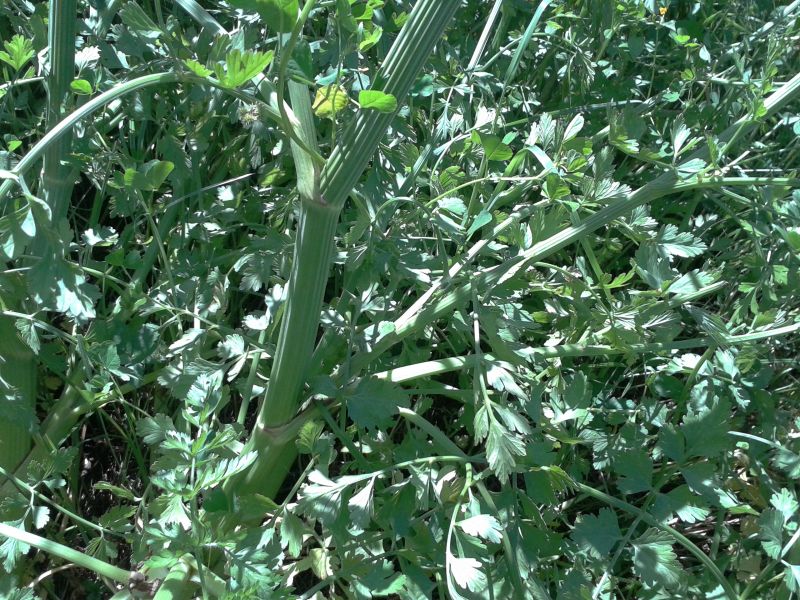 Oenanthe crocata / Finocchio d''acqua